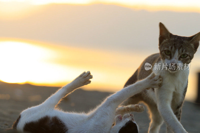 日落时分，猫在海滩上玩耍