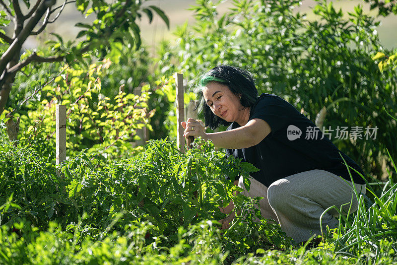 成熟的成年妇女在菜园里园艺的偷拍照片