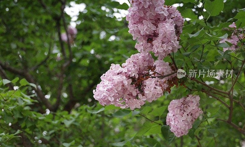 在日本札幌的气味公园里，一棵粉红色的丁香树