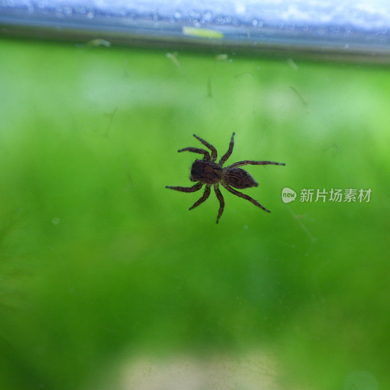 一只蜘蛛在水族玻璃上爬行的剪影