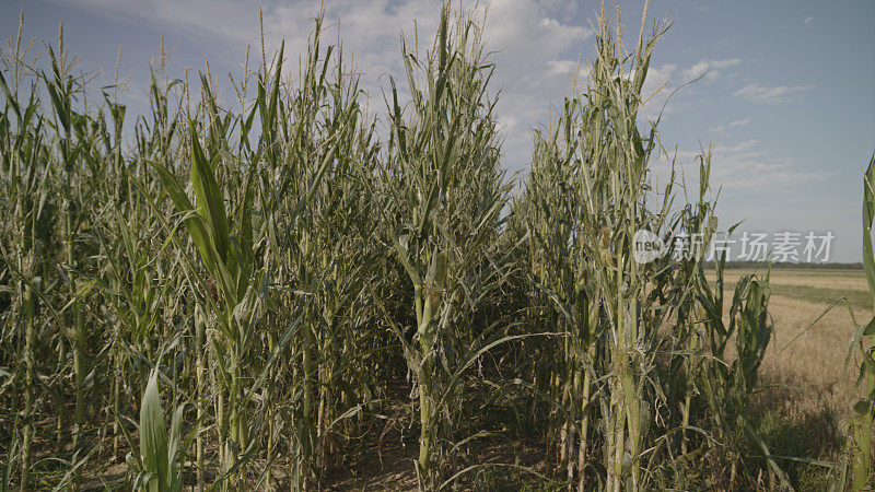 气候变化导致的过度降雨和冰雹破坏玉米芯