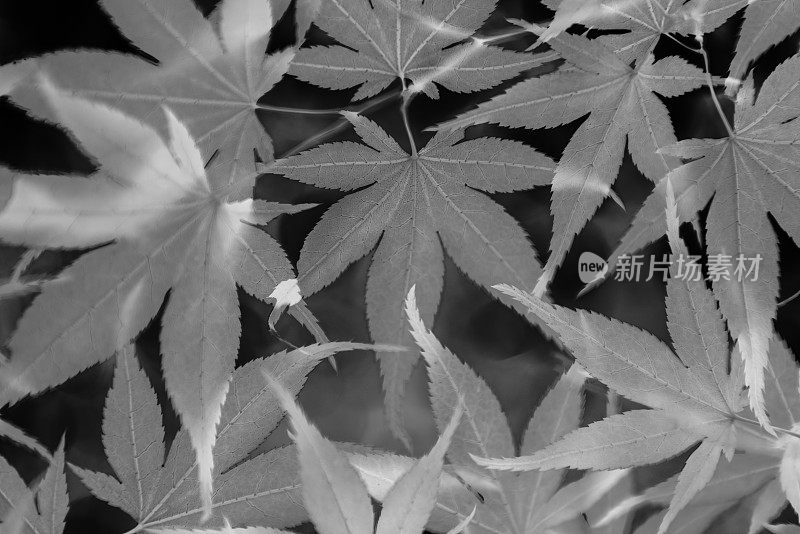 日本枫木黑白底片