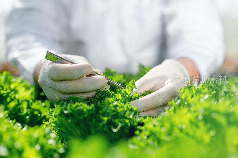 农学家检查有机植物结果基因组技术。研究新的实验室遗传生物学。