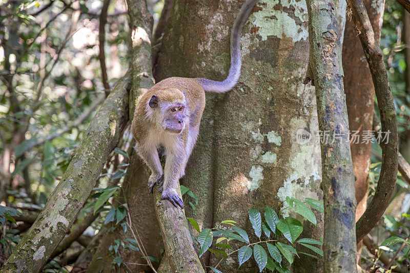 苏门答腊长尾猕猴，在树枝上的苏门答腊猕猴