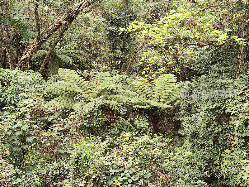 香港太平山顶的热带灌木