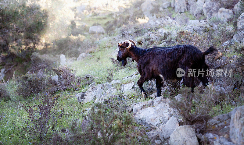 一只黑山羊在多岩石的山上吃草。四月明亮的Halkidiki