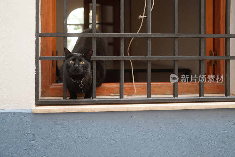 一只黑猫站在窗前