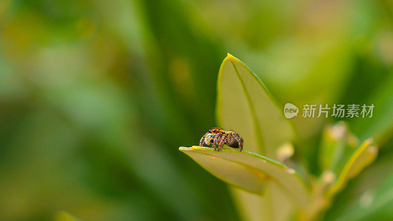 微距，DOF:一只跳跃的蜘蛛站在绿叶上，背景是模糊的绿色。