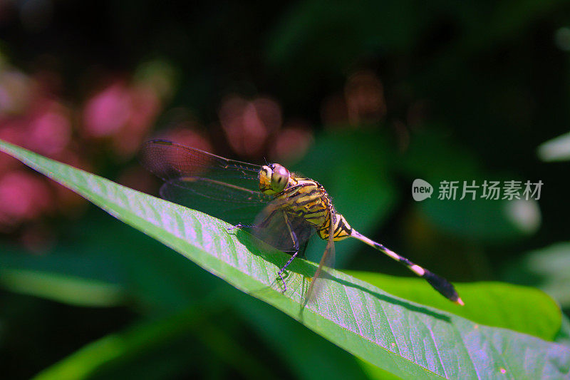 蜻蜓栖息在绿叶上