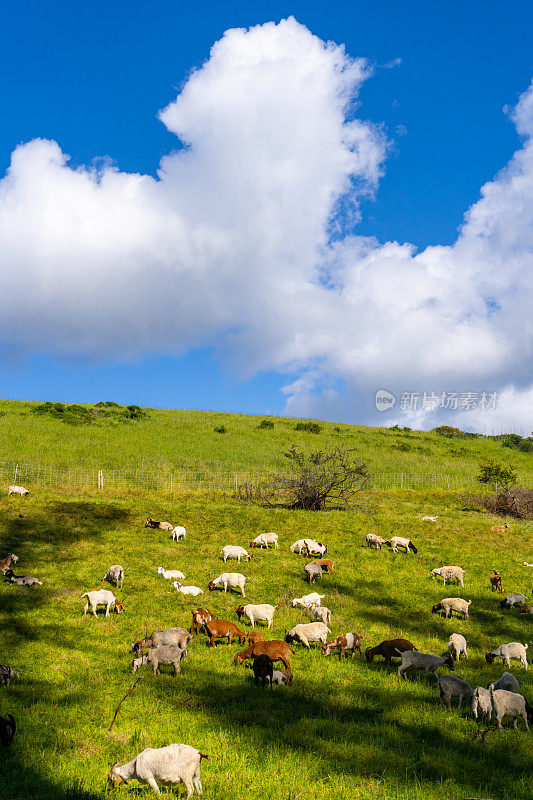 波利纳斯山坡上的山羊