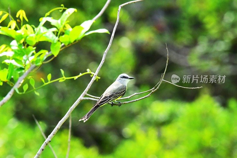 热带美洲食蜂鹟