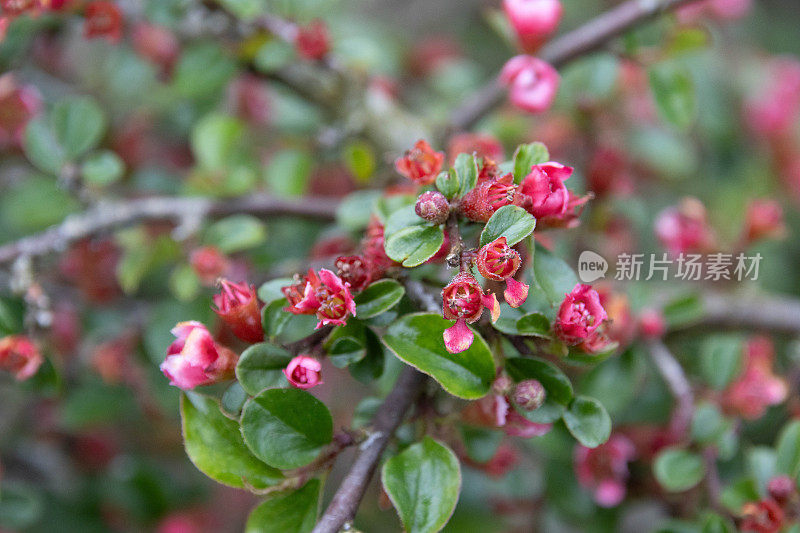 粉红色的棉花花