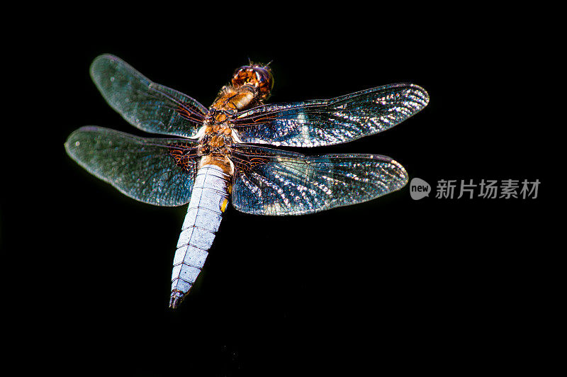 在黑暗背景下，一只体型宽大的追逐蜻蜓的特写镜头