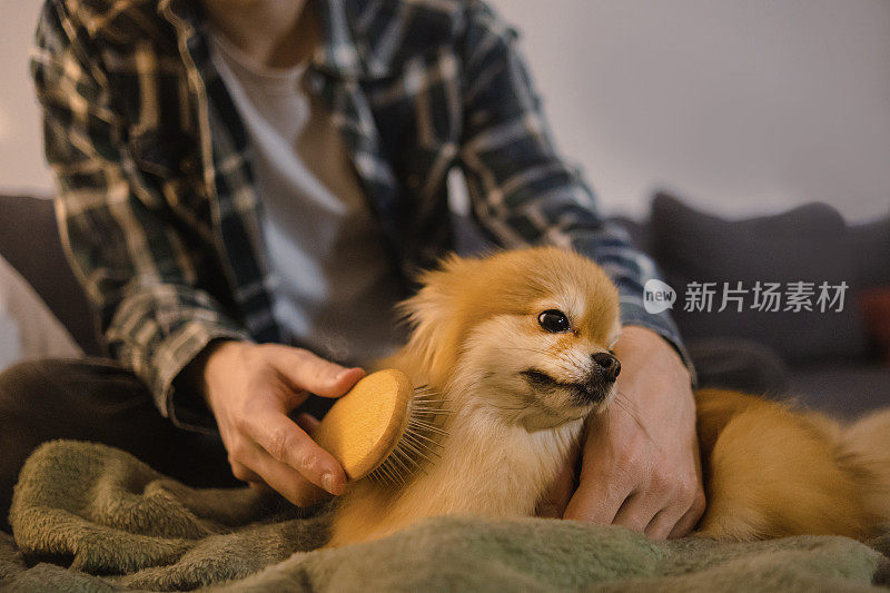 一个人和他的小博美犬