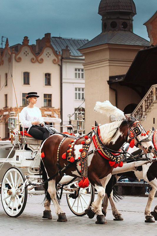 克拉科夫,波兰。夏日里，主市集广场布堂大楼旁老式马车上的马匹。年轻美丽的女人在老城区工作马车夫。