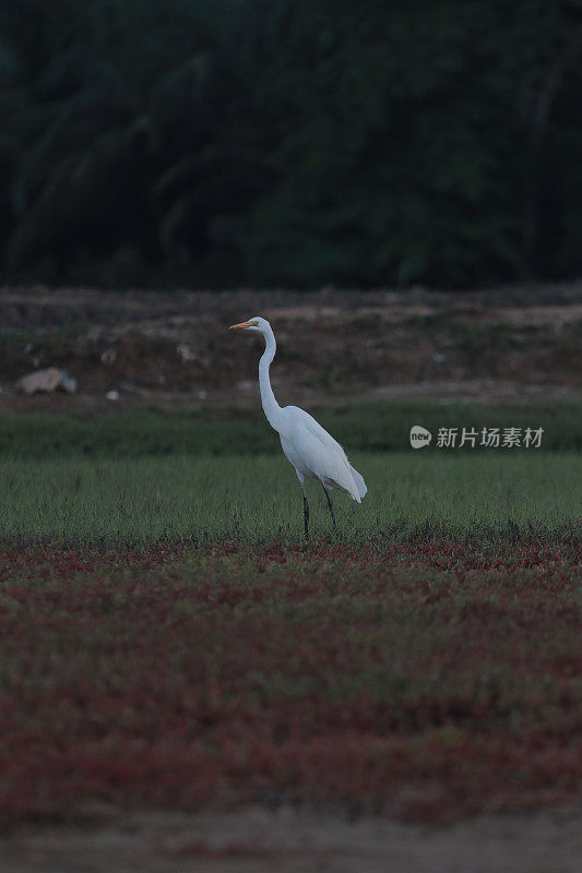 绿地里的白鹭