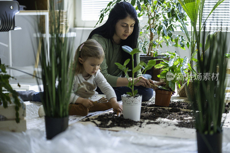 家庭园艺。妈妈和孩子重新盆栽室内植物。