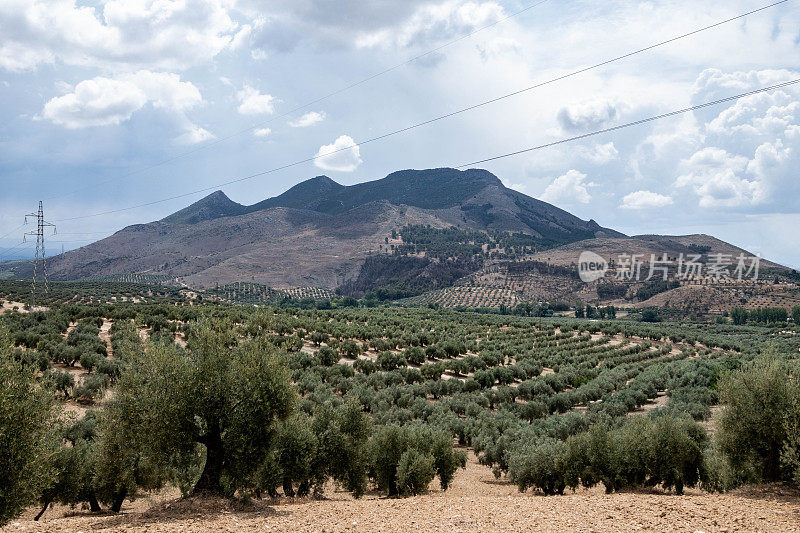 卡米诺·莫扎拉布连绵起伏的丘陵，在格拉纳达和科尔多瓦之间的每座山上，都有无尽的橄榄树覆盖着每一个可用的空间