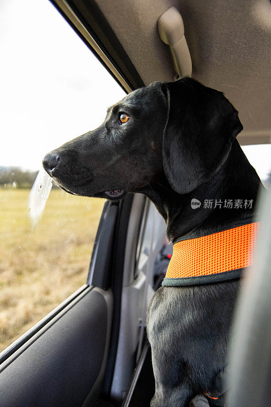 黑色拉布拉多猎犬的肖像凝视着车窗外