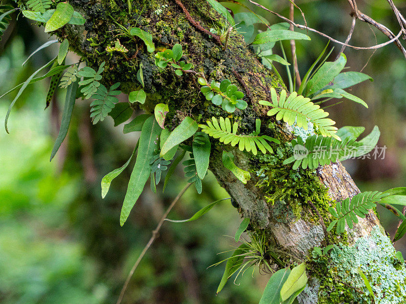 特写(DOF):热带雨林中的小植物从树干上生长