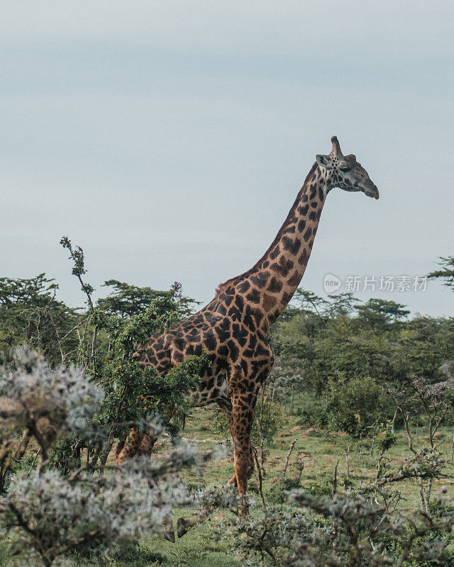 长颈鹿在宁静的奥佩杰塔保护区吃草