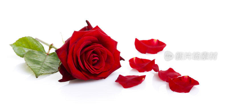 一朵孤立在白花上的红玫瑰