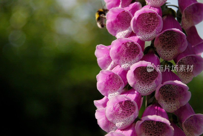 粉红色的毛地黄花正在被大黄蜂授粉