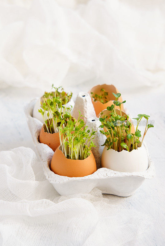 豆瓣菜沙拉和鸡蛋壳-复活节卡片