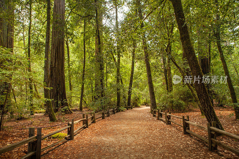 红木自然步道，大盆地州立公园