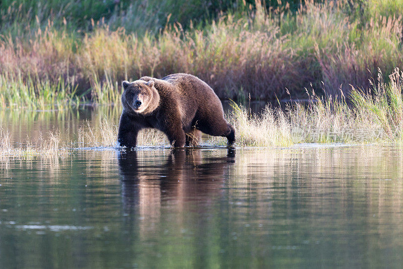 布鲁克斯河上的阿拉斯加棕熊