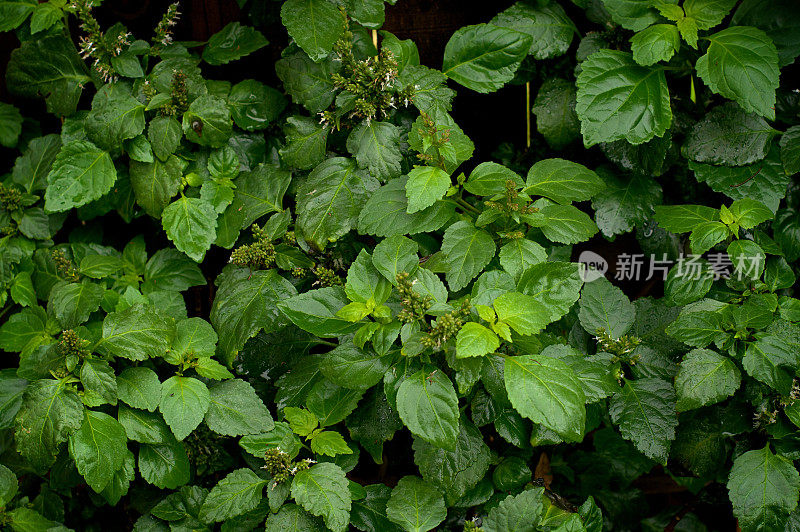 雨后茂盛的广藿香植物