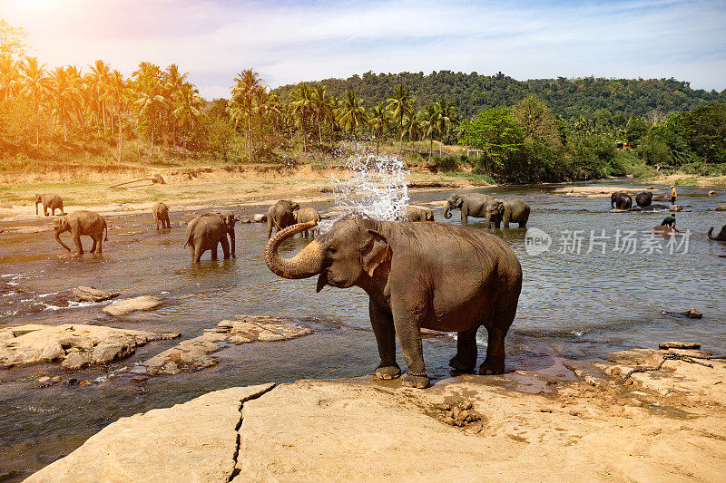 大象在河里洗澡。景观。
