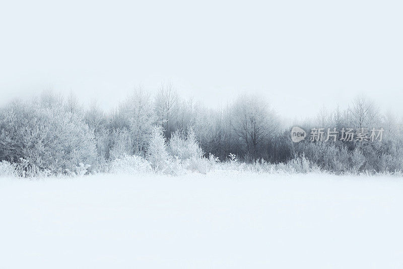 冬天森林景色优美，树木被白雪覆盖