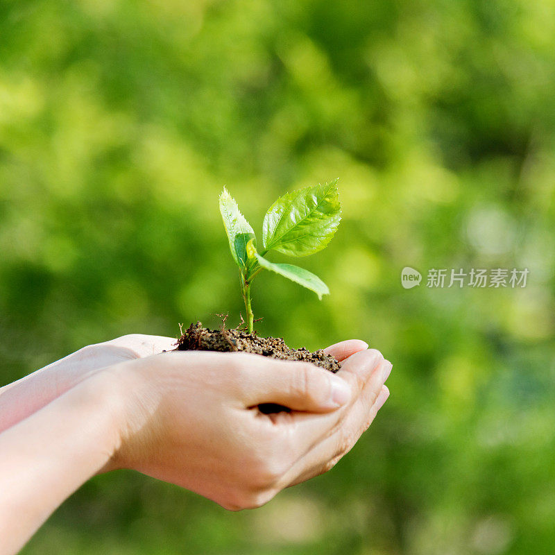 女人手里拿着一株小植物