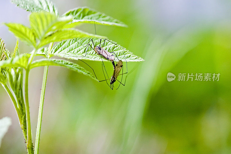 昆虫交配