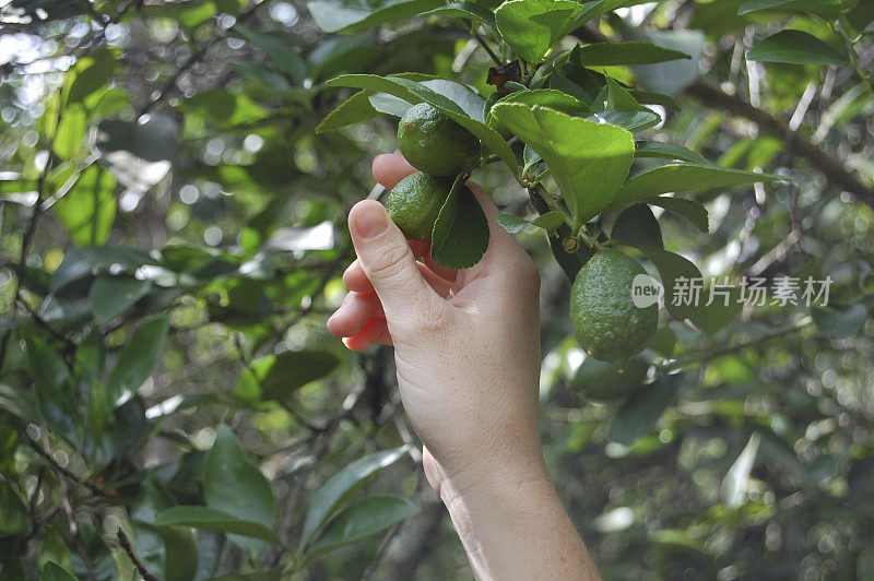 婴儿酸橙