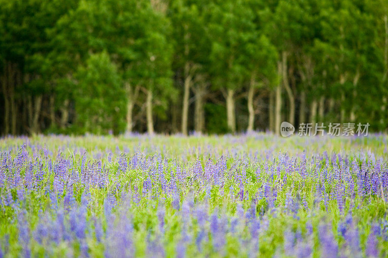 紫色的羽扇豆花在山区草地