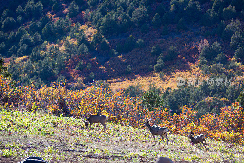 科罗拉多西部自然栖息地的骡鹿