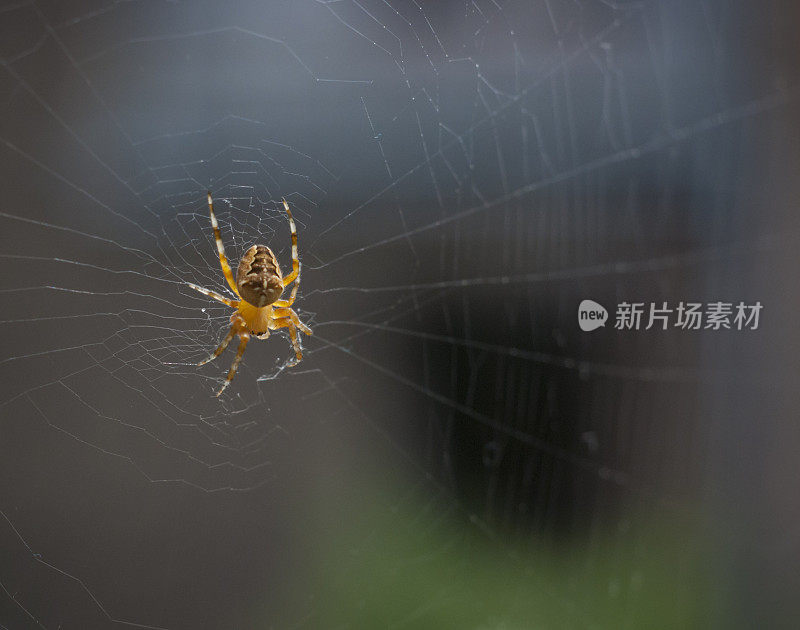 织网的蜘蛛