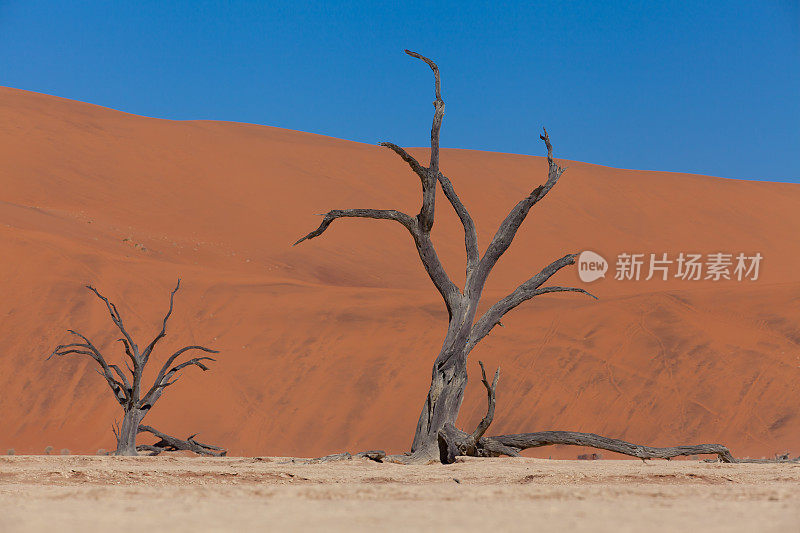 死谷沙丘前的枯树