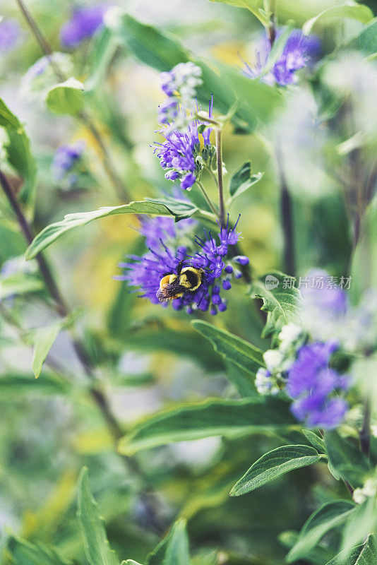 蜜蜂在鼠尾草上