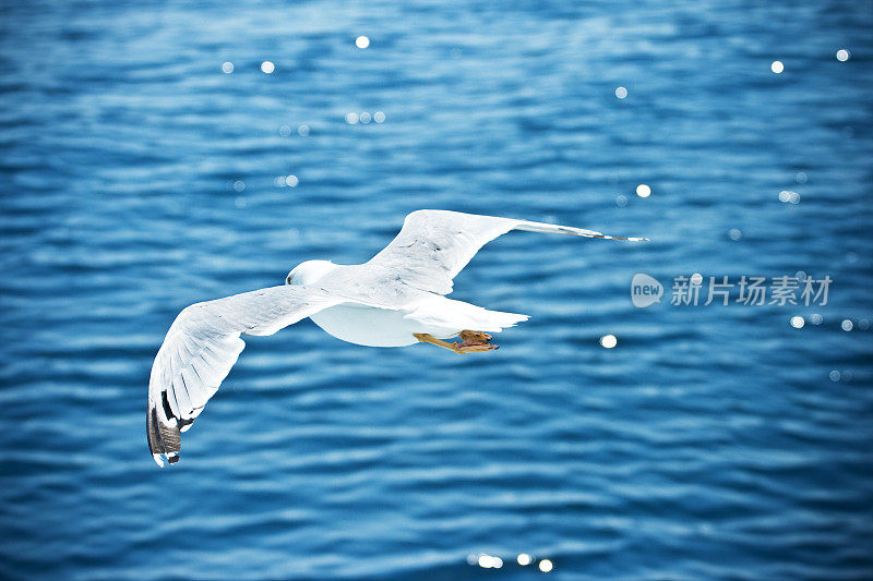 海鸥在海上飞行