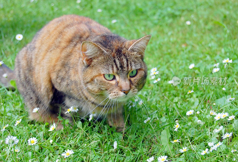 草丛中猎猫