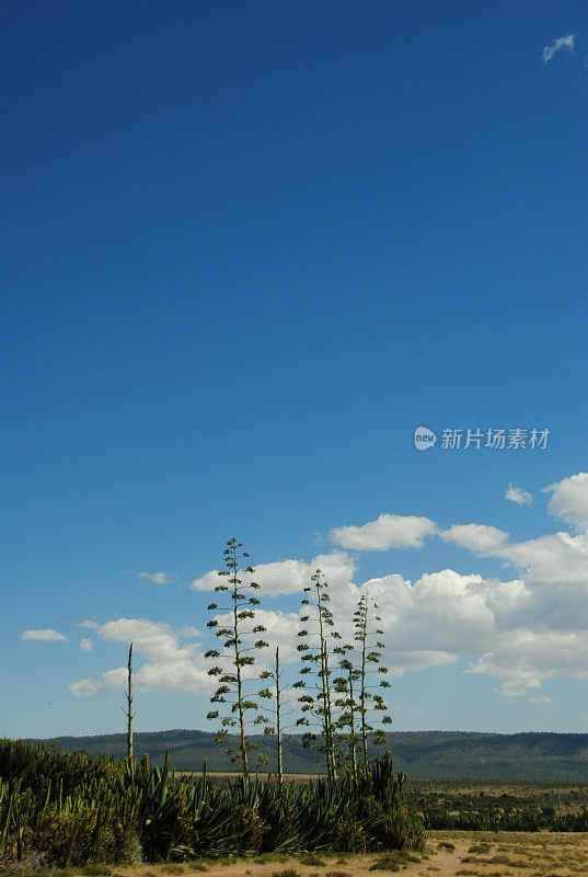 非洲的植物