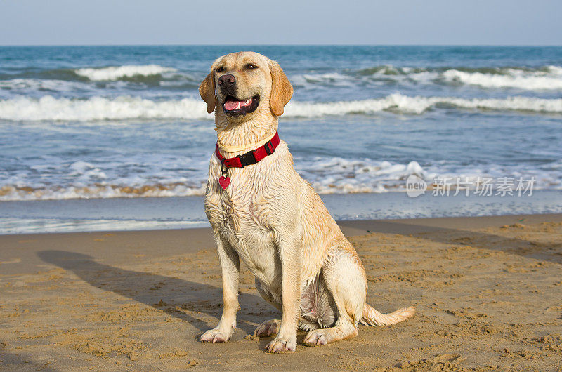 海滩上的拉布拉多狗