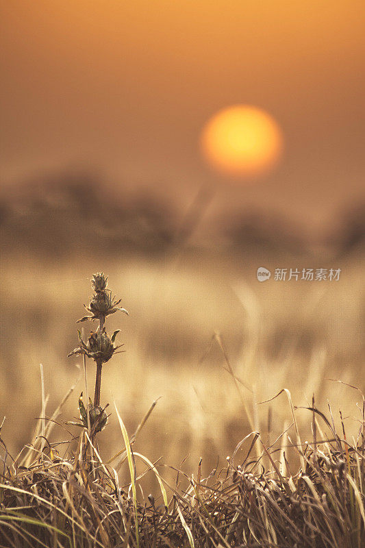 夕阳下的非洲风景。