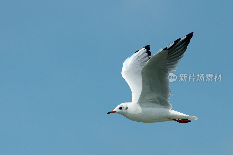 海鸥飞