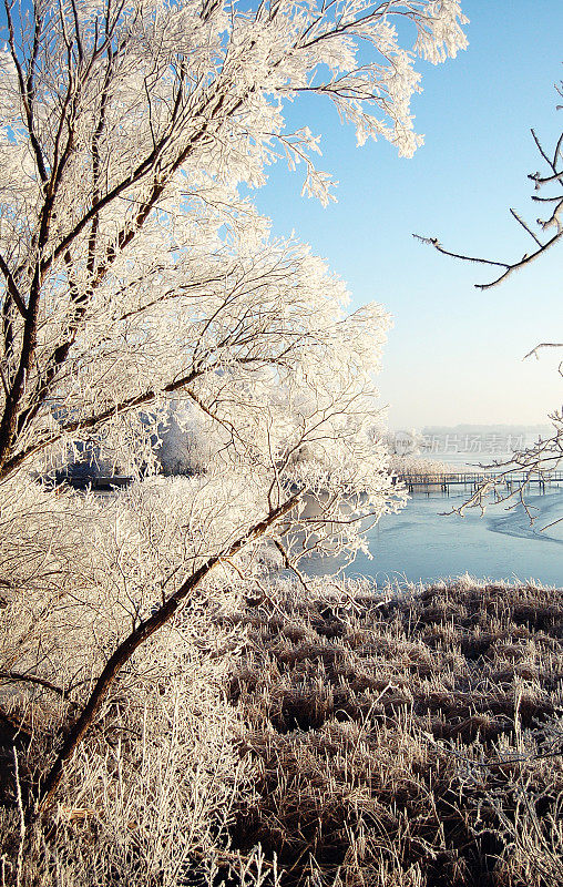 河景柳树上结霜