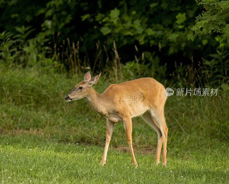 鹿(Doe)散步和放牧，三叶草地