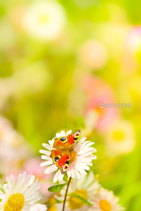 孔雀蝴蝶坐在雏菊花上